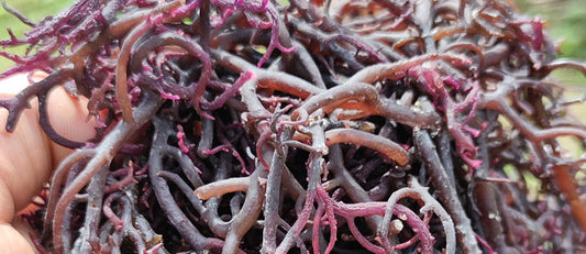 What is Zanzibar Irish Sea Moss