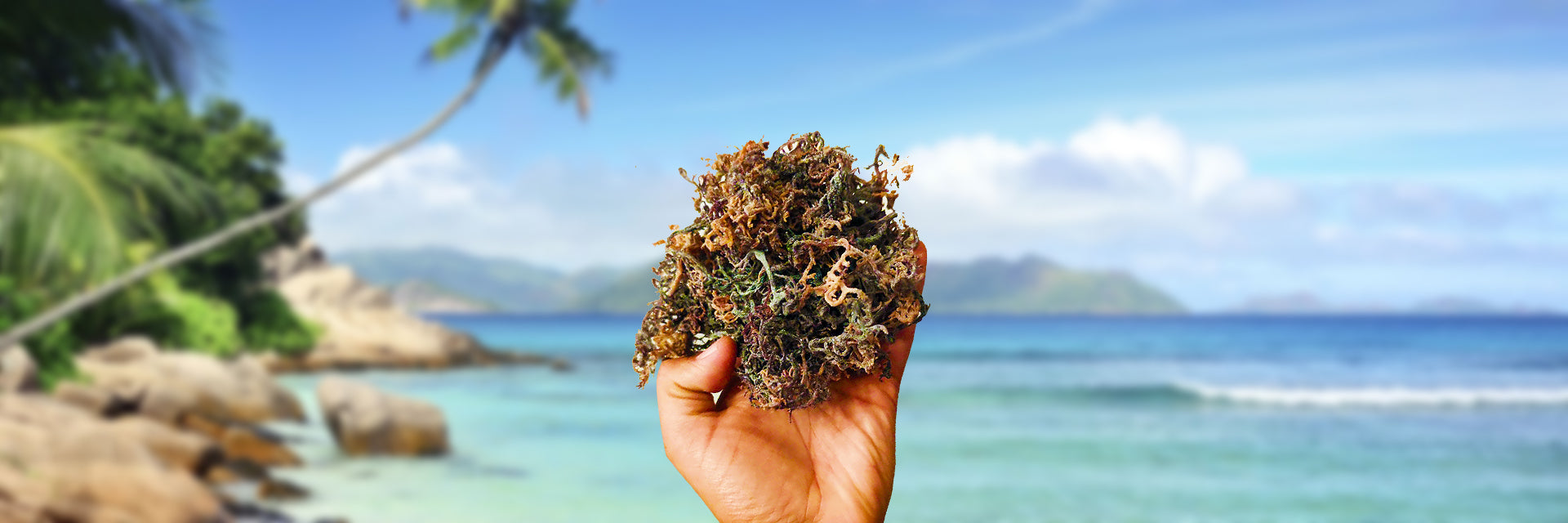 10 10 Organics Sea Moss Wholesale Suppliers