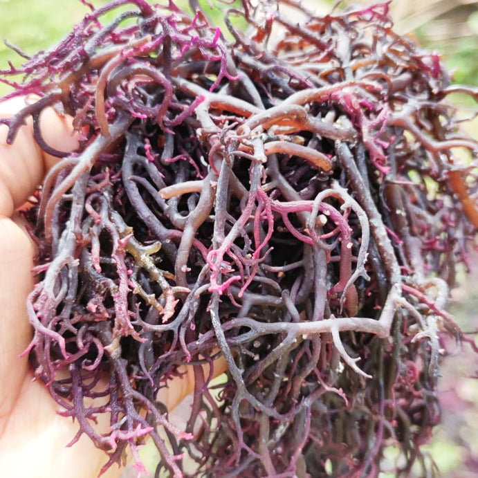 Wholesale Irish Sea Moss UK